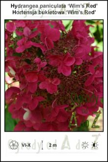 Hydrangea-paniculata-Wims-Red.jpg