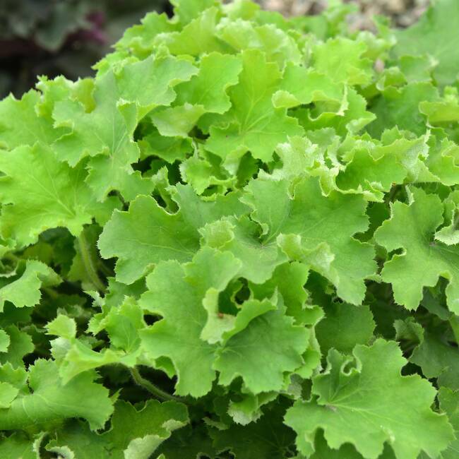Heuchera Rex Lime heuchera rex lime